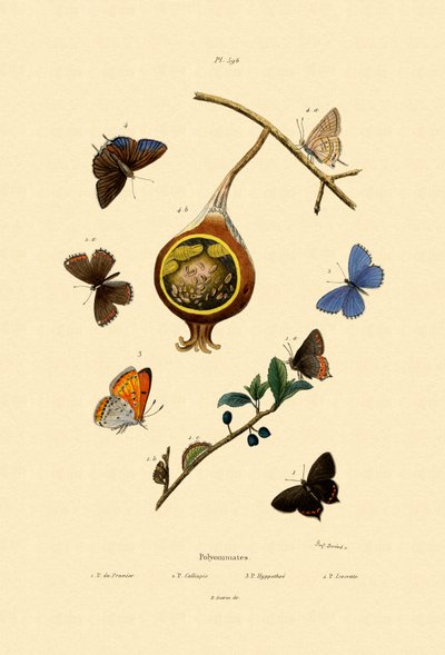 Black Hairstreak by French School